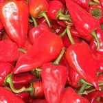 Piquillo-Paprika