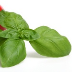Basil (Reagan)