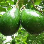 Avocado: die offensichtlichen Vorteile dieses ausländischen Gastes!