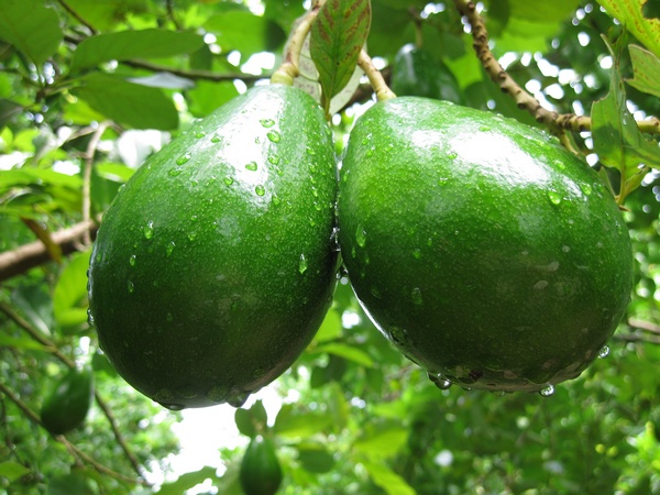 Avocado-Fotos: Die offensichtlichen Vorteile dieses ausländischen Besuchers!