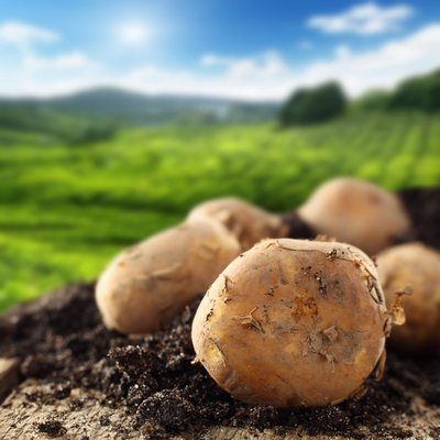 Die gastronomische Geschichte der Kartoffel