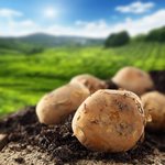 Die gastronomische Geschichte der Kartoffel