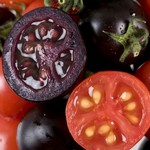 Lila Tomaten könnten helfen, Krebs vorzubeugen.