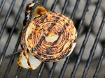 Welches Gemüse kann man grillen?
