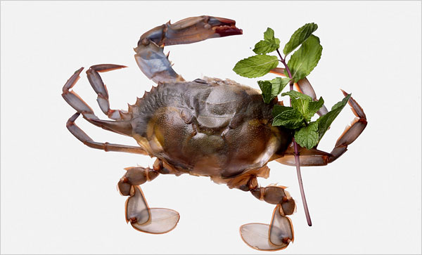 Weichschalenkrabbe