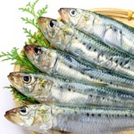 Sardine