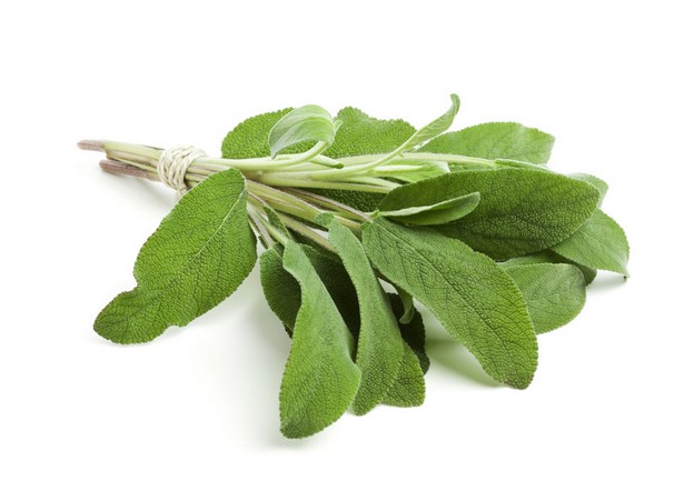 Salbei