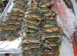 Weichschalenkrabbe