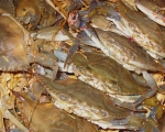 Weichschalenkrabbe