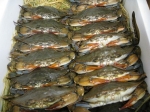 Weichschalenkrabbe
