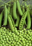 البازلاء الخضراء