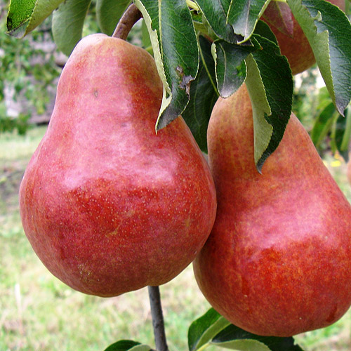 Birnen