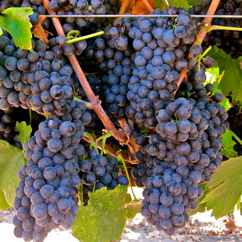Pinotage-Wein