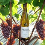 Pinot Gris Wein