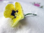 Kuchen mit frischen Blumen verzieren