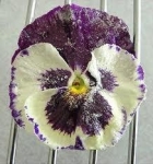 Kuchen mit frischen Blumen verzieren