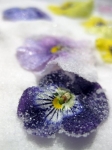 Kuchen mit frischen Blumen verzieren