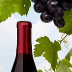 Malbec-Wein