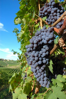 Nebbiolo-Wein