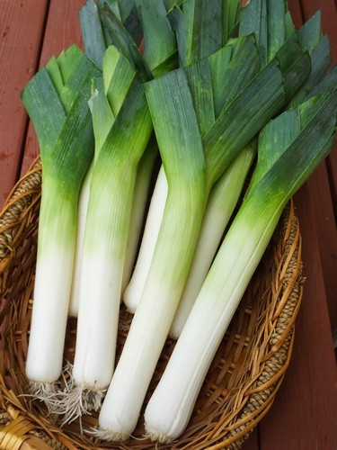Purjo