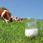 Wie man Milch auswählt