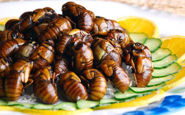 حشرات الزيز كغذاء