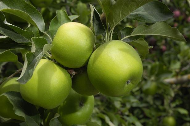 Μήλα Granny Smith