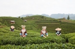 Teeplantagen
