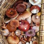 Wildpilze: Tipps, Lagerung und Zubereitung