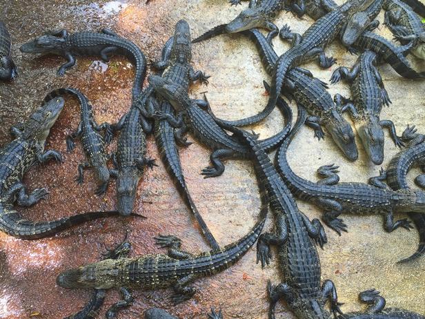 Krokodil- und Alligatorzuchtbetrieb