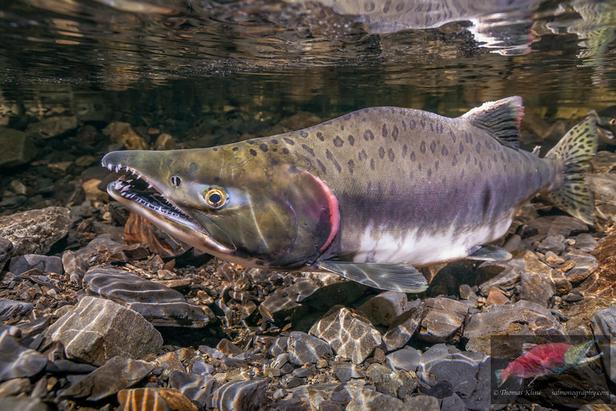 Rosa Lachs