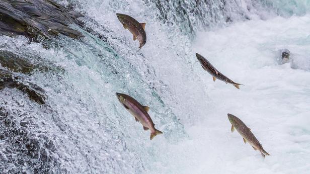 Lachs