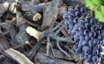 Legna da ardere di uva: il legno duro è migliore per i barbecue.