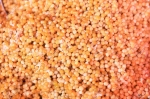 Foto von orangefarbenem Pfeilschwanzkrebs-Kaviar