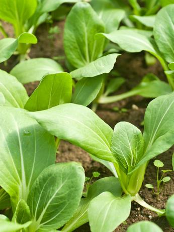 Foto – Pak Choi