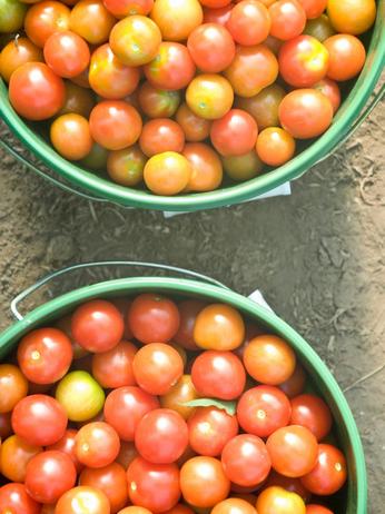 Foto – Kirschtomaten