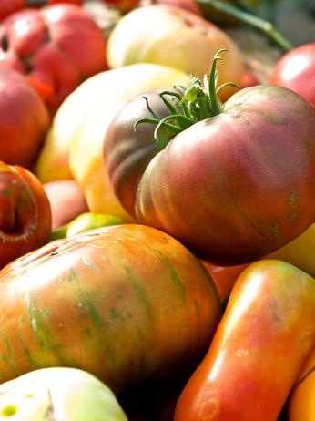 Foto – Alte Tomatensorten