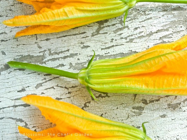 Foto – Zucchiniblüten