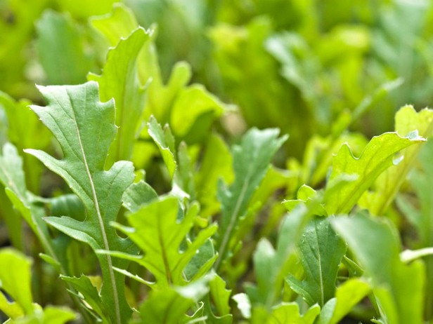 Foto – Rucola