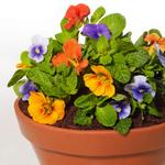 Blumentopfkuchen