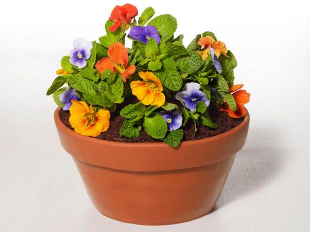 Wie man einen Blumentopfkuchen macht