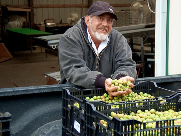 Züchter ungewöhnlicher Früchte: David Jackson, KiwiBerry Organics